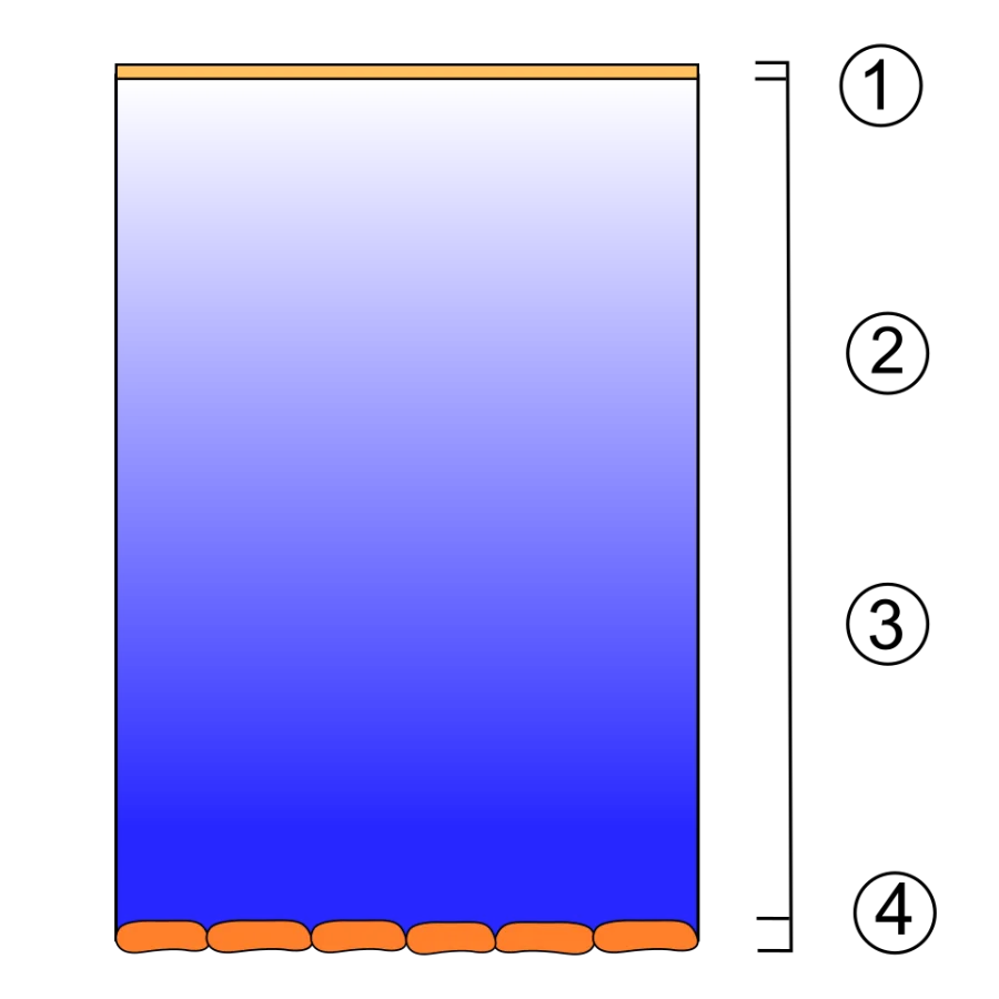 Schéma du film lacrymal : couche lipidique, couche aqueuse, couche muqueuse et épithélium de la cornée